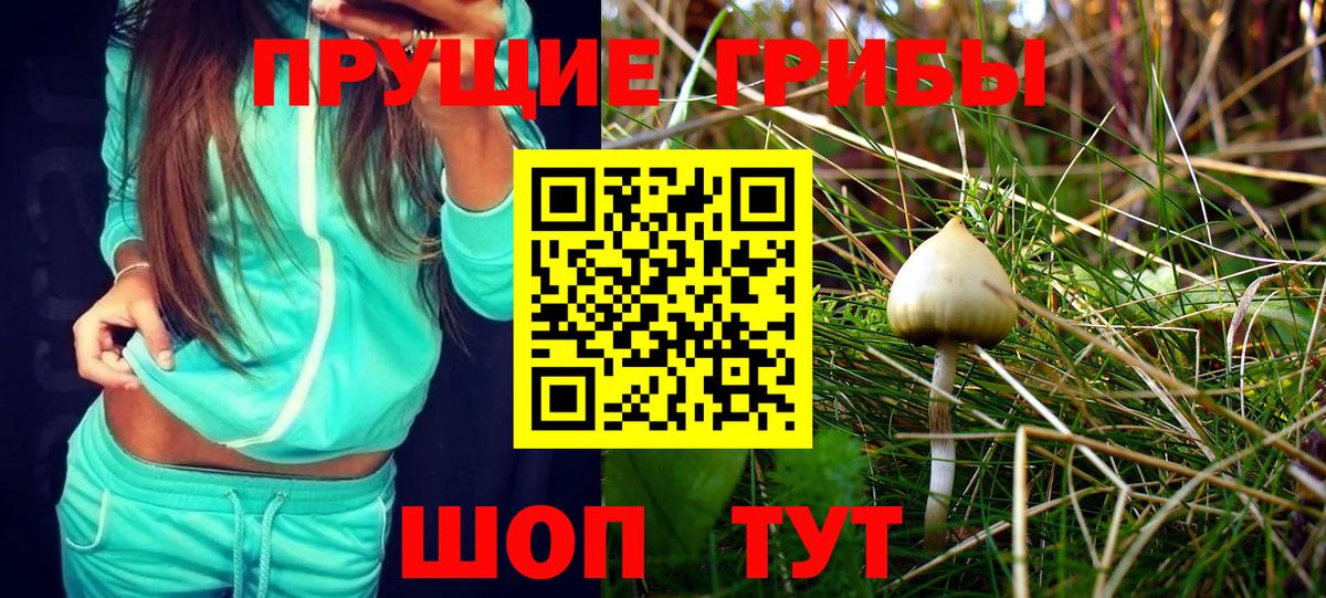 Балашов  Псилоцибиновые грибы Cubensis  Вход с VPN 